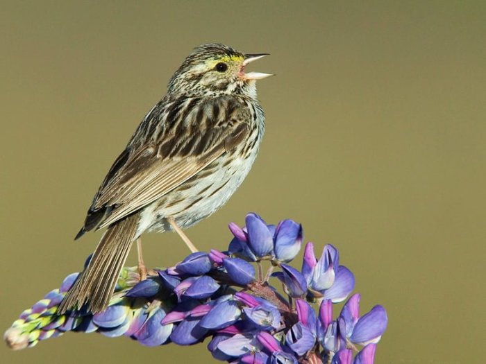 Online bird identification workshops